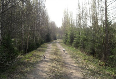 Härsby skogsväg