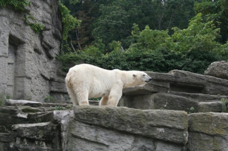 Österrikisk isbjörn