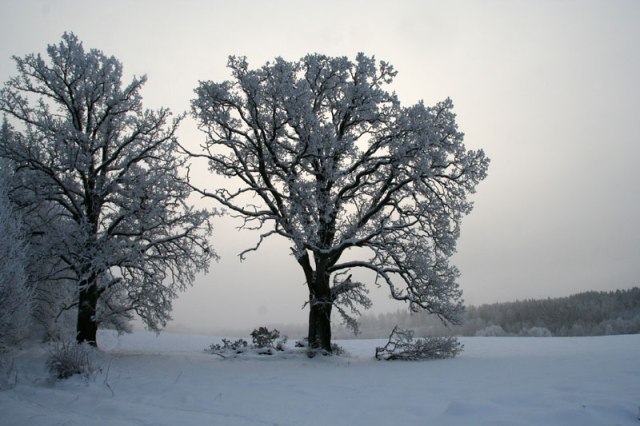 Ekarna vid gamla Näsvägen